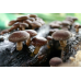 Мицелий Шиитаке штамм ТЛ-4080 (Lentinula edodes)